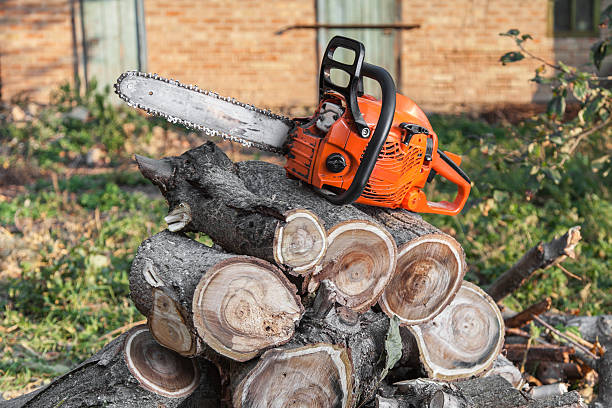 Best Dead Tree Removal  in North Crossett, AR